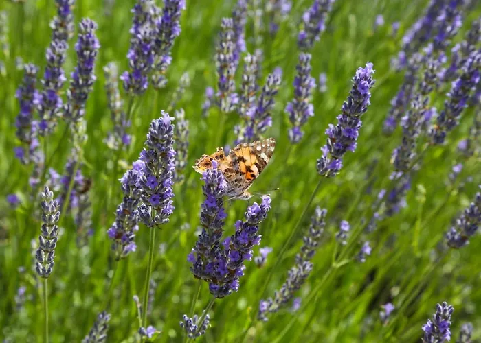 Feelhvar Along Bluelagoon *